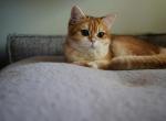 MINI - British Shorthair Cat For Sale - San Mateo&comma; CA&comma; US