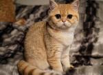 SONIA - British Shorthair Cat For Sale - San Mateo&comma; CA&comma; US