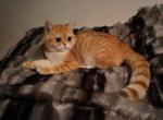 GINGER - British Shorthair Cat For Sale - San Mateo&comma; CA&comma; US
