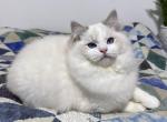 Zapp - Ragdoll Cat For Sale - Tuscaloosa&comma; AL&comma; US