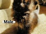 Black with brown scarf Male - Maine Coon Cat For Sale - Kent&comma; WA&comma; US