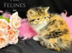 Ginger Reserved - Exotic Cat For Sale - Ottawa&comma; KS&comma; US