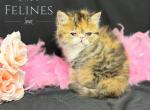 Gabby - Exotic Cat For Sale - Ottawa&comma; KS&comma; US