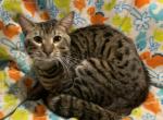 Shane    GENETTA  Local Pick up only - Bengal Cat For Sale - FL&comma; US