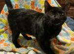Kyle GENETTA   FREE  local pick up only - Bengal Cat For Sale - FL&comma; US