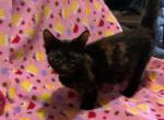 Bella - Munchkin Cat For Sale - FL&comma; US