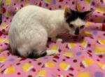 Zoe - Munchkin Cat For Sale - FL&comma; US