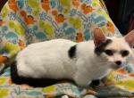 Cooper - Munchkin Cat For Sale - FL&comma; US
