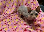 Cassandra - Sphynx Cat For Sale - FL&comma; US