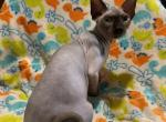 Donovan - Sphynx Cat For Sale - FL&comma; US