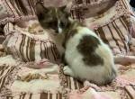 Porsha & Paris - Munchkin Cat For Sale - FL&comma; US