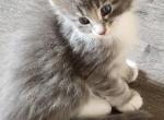 Maryann - Maine Coon Cat For Sale - Russellville&comma; MO&comma; US