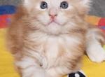 Skipper - Maine Coon Cat For Sale - Russellville&comma; MO&comma; US