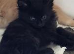 Lovey - Maine Coon Cat For Sale - Russellville&comma; MO&comma; US