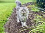 Richard - Scottish Fold Cat For Sale - Herndon&comma; VA&comma; US