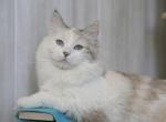 NYUSHA IZ TVERSKOGO KNYAZHESTVA - Siberian Cat For Sale - NY&comma; US
