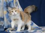LANTANA LYUMUR - Siberian Cat For Sale - NY&comma; US
