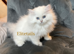 British white long haired blue eyed kitten - British Shorthair Cat For Sale - Thornton&comma; CO&comma; US