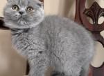 Emmy - Scottish Fold Cat For Sale - Huntington&comma; NY&comma; US
