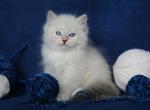 WALSAR IZ TVERSKOGO KNYAZHESTVA - Siberian Cat For Sale - NY&comma; US