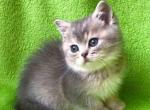 Waikiki british shorthair blue golden chinchilla - British Shorthair Cat For Sale - CA&comma; US