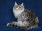 ITURUP LYUMIR - Siberian Cat For Sale - NY&comma; US
