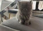 cleo - Persian Cat For Sale - Barrington&comma; IL&comma; US