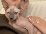 Anastasia - Sphynx Cat For Sale - Brooklyn&comma; NY&comma; US