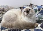 Coriander - Ragdoll Cat For Sale - Tuscaloosa&comma; AL&comma; US