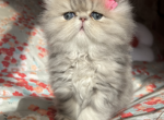 Liliy - Persian Cat For Sale - Fort Worth&comma; TX&comma; US