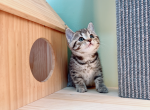 noodle - Munchkin Cat For Sale - Staten Island&comma; NY&comma; US