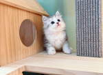 bubble - Munchkin Cat For Sale - Staten Island&comma; NY&comma; US