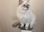 Wegas - Siberian Cat For Sale - North Port&comma; FL&comma; US