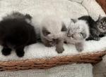 Ragamuffin Ragdoll Himalayan Kittens Ready Aug 19 - Ragamuffin Cat For Sale - Ojai&comma; CA&comma; US