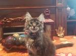 Maybell - Maine Coon Cat For Sale - Crestview&comma; FL&comma; US