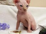 Frosty - Sphynx Cat For Sale - Mundelein&comma; IL&comma; US