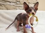 Pikachu - Sphynx Cat For Sale - Mundelein&comma; IL&comma; US