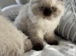 nela - Himalayan Cat For Sale - Barrington&comma; IL&comma; US