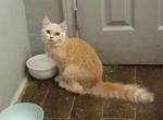 Kumi - Persian Cat For Sale - Elmhurst&comma; NY&comma; US