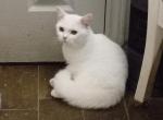 Koko - Munchkin Cat For Sale - Elmhurst&comma; NY&comma; US