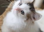 GRIFFIN - Scottish Straight Cat For Sale - Fontana&comma; CA&comma; US