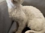 candy - Devon Rex Cat For Sale - Rancho Cucamonga&comma; CA&comma; US