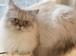 Ragamuffin boy - Ragamuffin Cat For Sale - Salem&comma; OR&comma; US