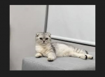 Claudia Hall off summer promotion - Scottish Fold Cat For Sale - Elmhurst&comma; NY&comma; US