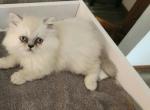 Himilayan Kitten - Himalayan Cat For Sale - Greenville&comma; OH&comma; US
