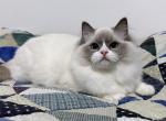 Rento - Ragdoll Cat For Sale - Tuscaloosa&comma; AL&comma; US