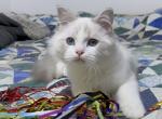 Turmeric - Ragdoll Cat For Sale - Tuscaloosa&comma; AL&comma; US