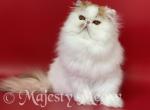 Bonnie - Persian Cat For Sale - Yucca Valley&comma; CA&comma; US
