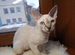 Raja - Devon Rex Cat For Sale - Brooklyn&comma; NY&comma; US