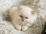 snowflake - Himalayan Cat For Sale - Barrington&comma; IL&comma; US